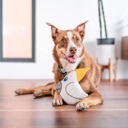 Red Dingo Durables Holdbar Bamse Kakaduen Craig